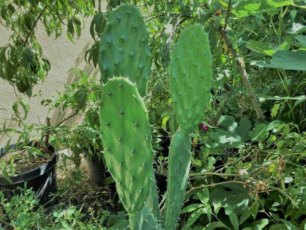 Opuntia Megacantha (Nopal Blanco) Pad Considered one of the Best for Nopales (cutting)