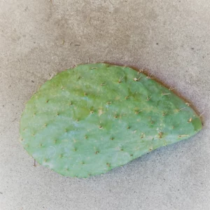 Super Rare Opuntia Xoconostle, Opuntia Matudae Pad (Cutting) Purple Tuna fruit