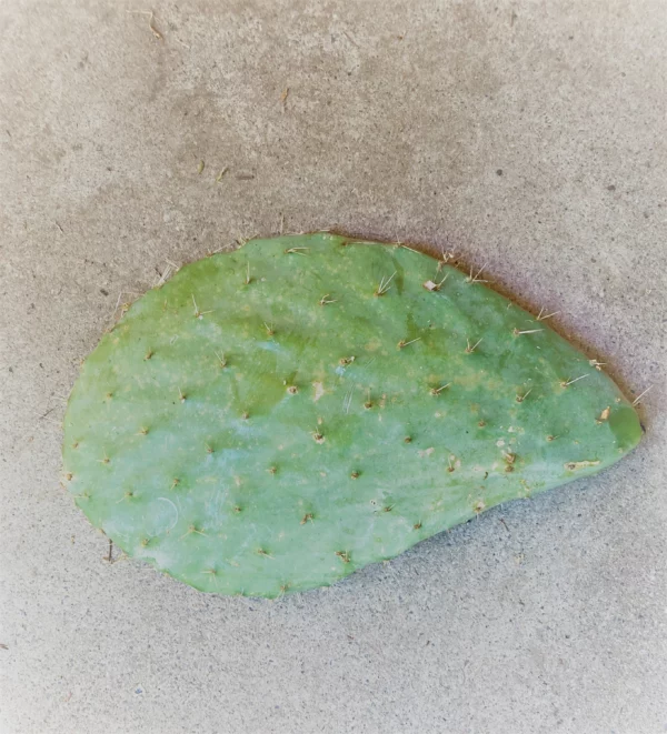Super Rare Opuntia Xoconostle, Opuntia Matudae Pad (Cutting) Purple Tuna fruit