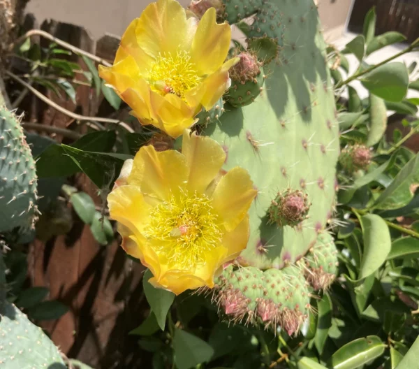 Super Rare Opuntia Xoconostle, Opuntia Matudae Pad (Cutting) Purple Tuna fruit