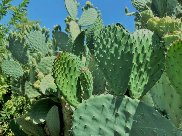 Super Rare Opuntia Xoconostle, Opuntia Matudae Pad (Cutting) Purple Tuna fruit