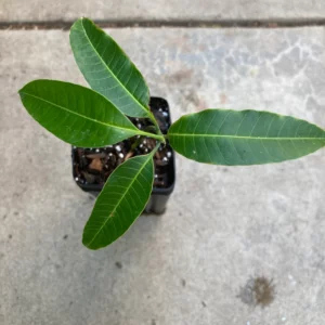 Ataulfo Mango Seedling Live Plant