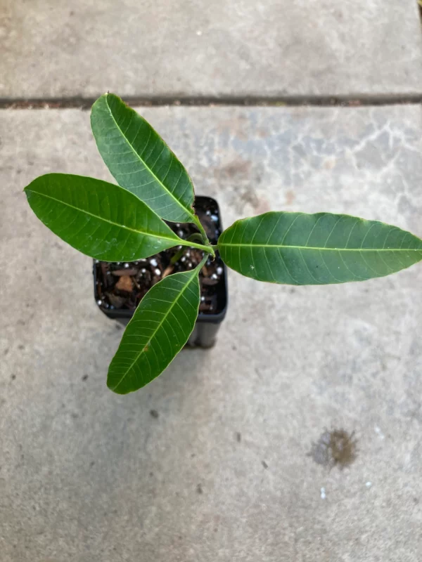 Ataulfo Mango Seedling Live Plant