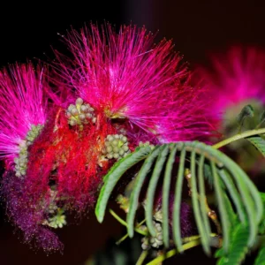 Cinnamon Pink Mimosa Tree Seedling Silkworm Albizia Julibrissin Starter 2-3 Feet Tall Live Plant