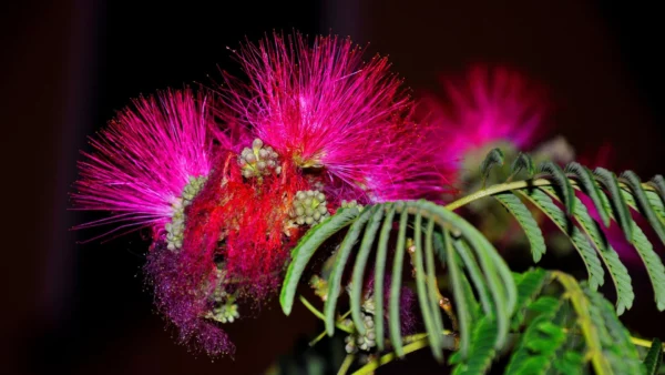 Cinnamon Pink Mimosa Tree Seedling Silkworm Albizia Julibrissin Starter 2-3 Feet Tall Live Plant