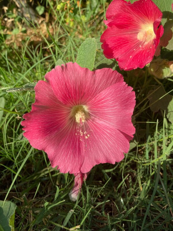 Single Hollyhock (Holly Hock) Pink Flower Alcea Rosea Live Plant