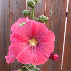 Single Hollyhock (Holly Hock) Pink Flower Alcea Rosea Live Plant