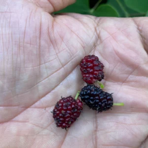 Everbearing Black Mulberry Tree Live Plant