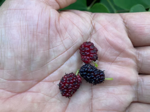 Mulberry Tree Rooted Live Plant