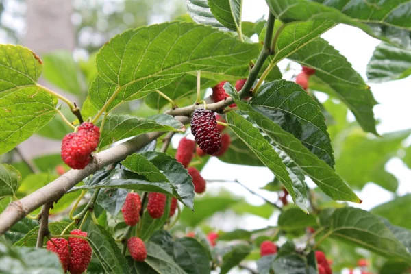 Mulberry Tree Rooted Live Plant