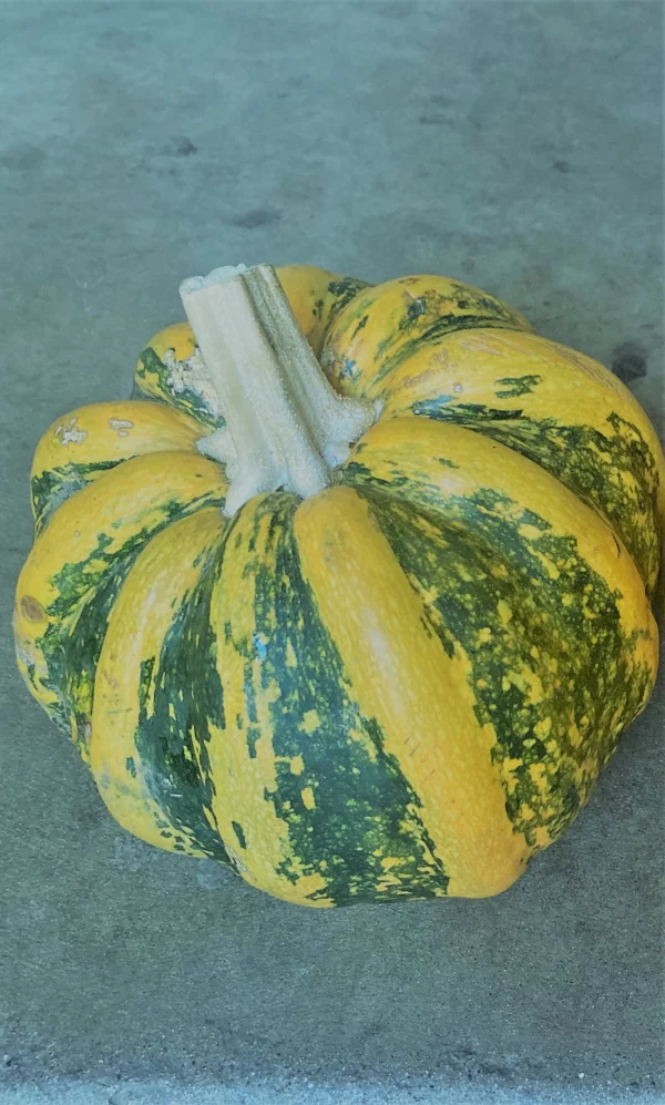 Mexican Sweet Pumpkin Heirloom Seeds Very Rare 10 Non GMO Seeds