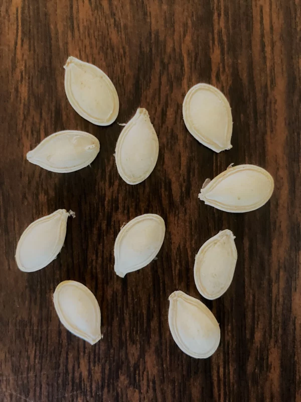 Mexican Sweet Pumpkin Heirloom Seeds Very Rare 10 Non GMO Seeds