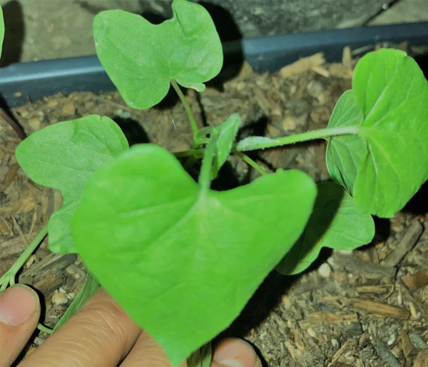 Mystery Morning Glory Ipomoea Live Starter Plant