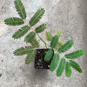 Cinnamon Pink Mimosa Tree Seedling Silkworm Albizia Julibrissin Starter Live Plant (Copy)