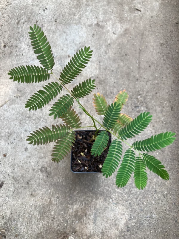 Cinnamon Pink Mimosa Tree Seedling Silkworm Albizia Julibrissin Starter Live Plant (Copy)
