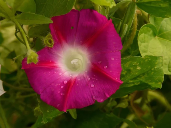 Mystery Morning Glory Ipomoea Live Starter Plant