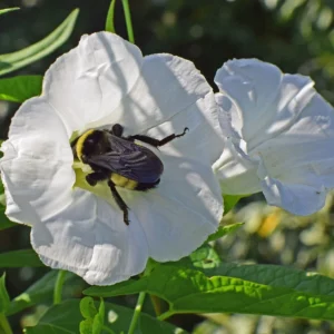 White Morning Glory Ipomoea alba 10 seeds