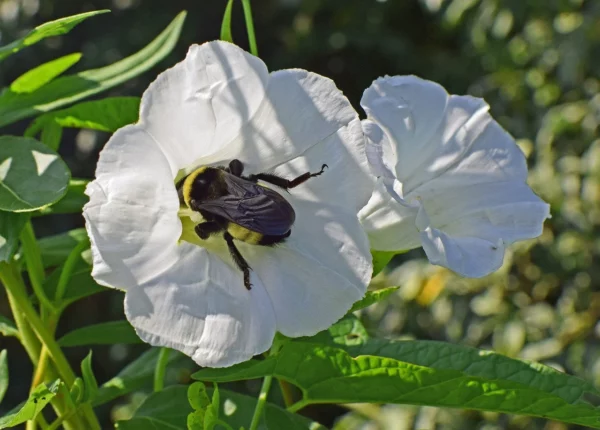 White Morning Glory Ipomoea alba 10 seeds