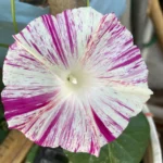 Mystery Morning Glory Ipomoea Live Starter Plant