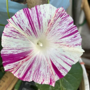 Mystery Morning Glory Ipomoea Live Starter Plant