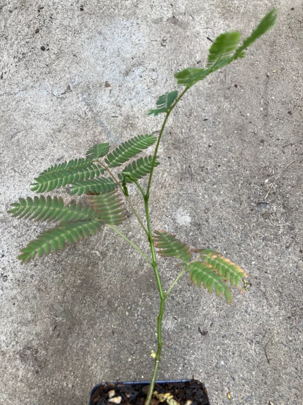 Pink Mimosa Tree Seedling Silkworm Albizia Julibrissin Starter 2-3 Feet Tall Live Plant