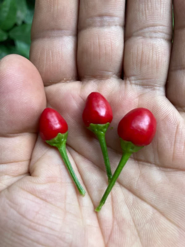 Chiltepin, (chile tepin) Chile Bolita Hot Pepper Non GMO Rare Live Starter Heirloom Plant