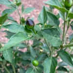 Chiltepin, (chile tepin) Chile Bolita Hot Pepper Non GMO Rare Live Starter Heirloom Plant