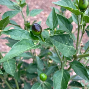 Chiltepin, (chile tepin) Chile Bolita Hot Pepper Non GMO Rare Live Starter Heirloom Plant
