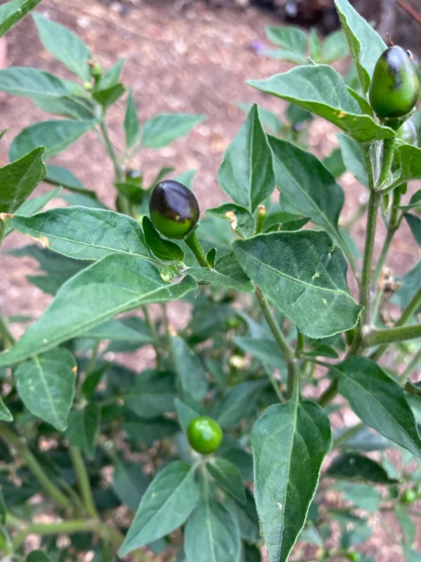 Chiltepin, (chile tepin) Chile Bolita Hot Pepper Non GMO Rare Live Starter Heirloom Plant