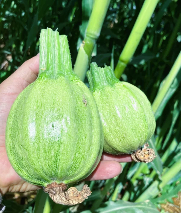 Mexican Sweet Pumpkin Heirloom Seeds Very Rare 10 Non GMO Seeds
