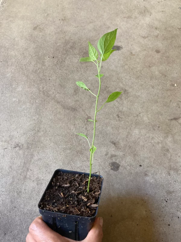 Chiltepin (chile tepin) Hot Pepper Non GMO Rare Live Starter Plant