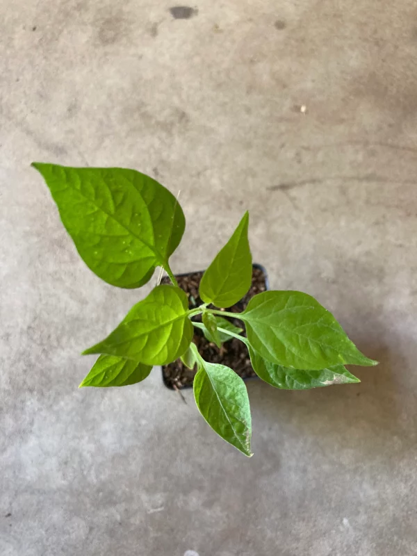 Chiltepin, (chile tepin) Chile Bolita Hot Pepper Non GMO Rare Live Starter Heirloom Plant
