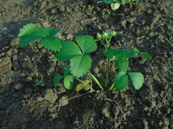 Seascape Ever Bearing Strawberry Live Starter Plant