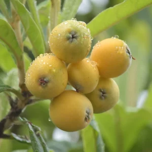 Organic Yellow fruit Loquat Mispero Eriobotrya Japonica seedling