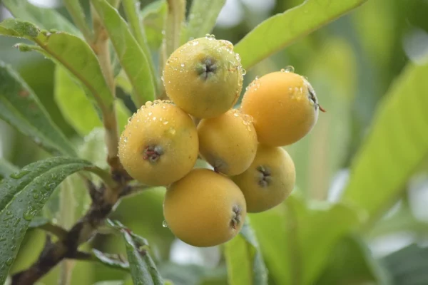 Organic Yellow fruit Loquat Mispero Eriobotrya Japonica seedling