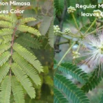 Pink Mimosa Tree Seedling Silkworm Albizia Julibrissin Starter 2-3 Feet Tall Live Plant