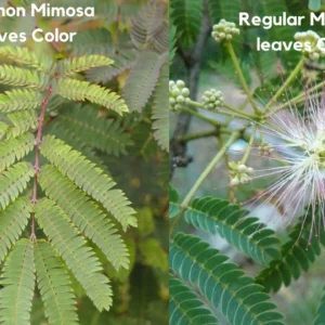 Pink Mimosa Tree Seedling Silkworm Albizia Julibrissin Starter 2-3 Feet Tall Live Plant