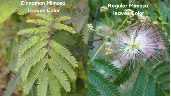 Cinnamon Pink Mimosa Tree Seedling Silkworm Albizia Julibrissin Starter Live Plant (Copy)