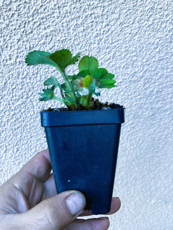 Albion Everbearing Strawberry Live Starter Plant