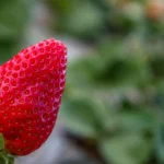 Ozark Beauty Everbearing Strawberry Live Starter Plant