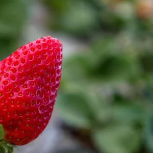 Ozark Beauty Everbearing Strawberry Live Starter Plant