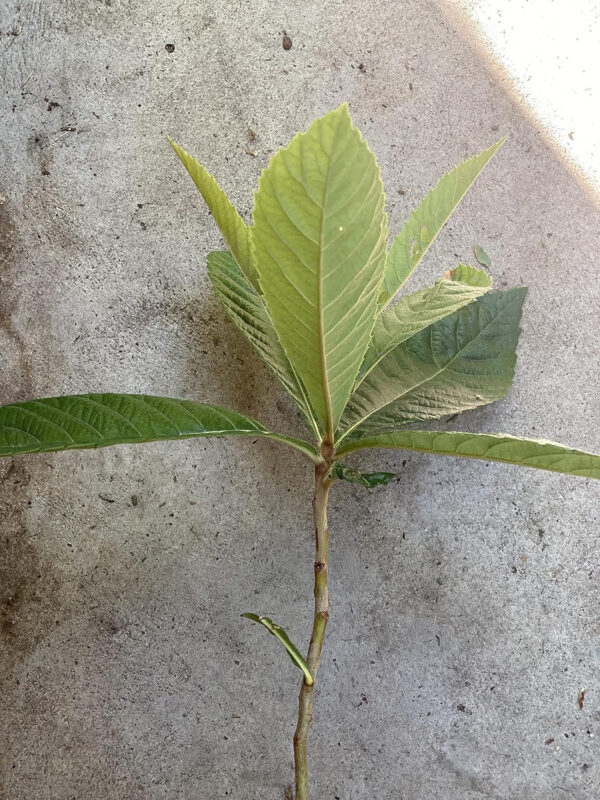 Orange Loquat Tree Sweet Yellow Plum Seedling Live Starter Plant 1-2 feet Tall