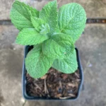 Apple Mint Live Starter Plant