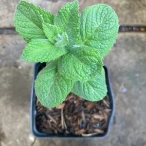 Apple Mint Live Starter Plant