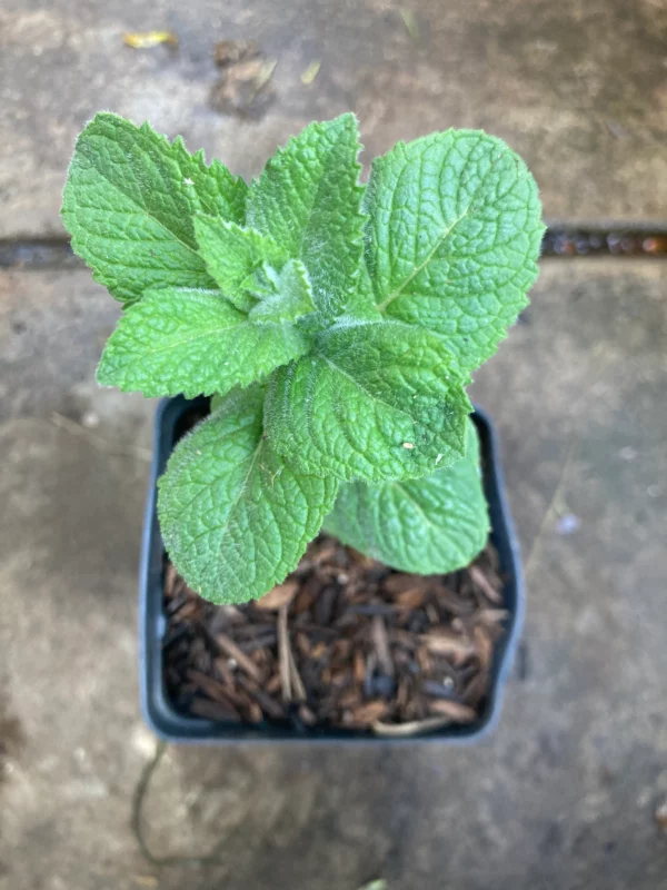 Apple Mint Live Starter Plant