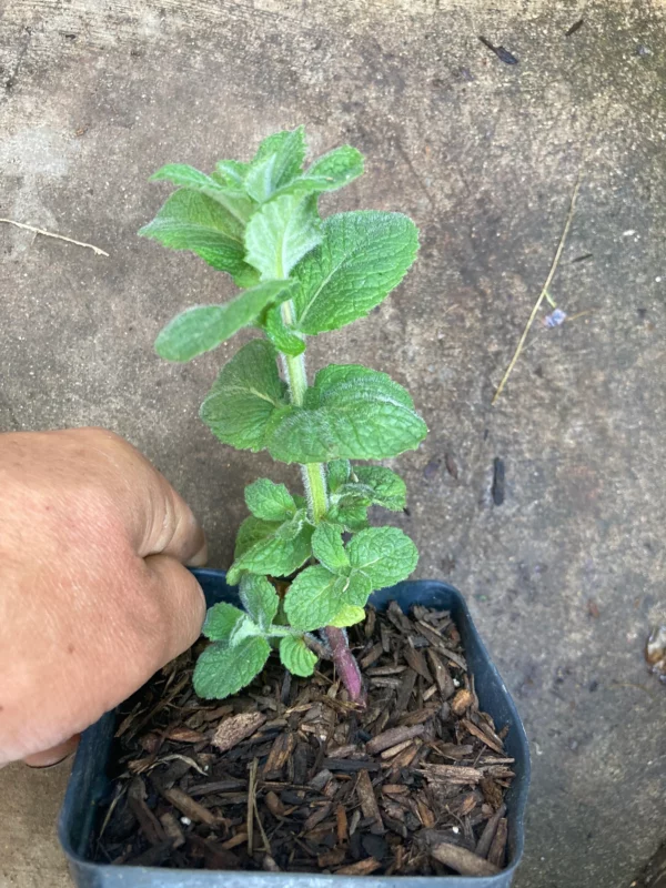 Apple Mint Live Starter Plant