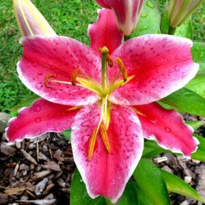 Oriental Lily Stargazer Starter Plant