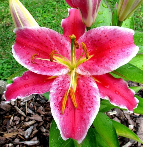 Oriental Lily Stargazer Starter Plant