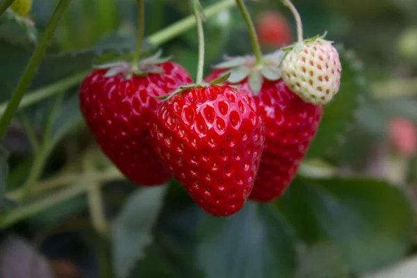 Seascape Ever Bearing Strawberry Live Starter Plant