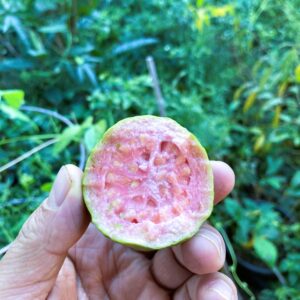 Pink Guava 1-2 Feet Tall Live Plant